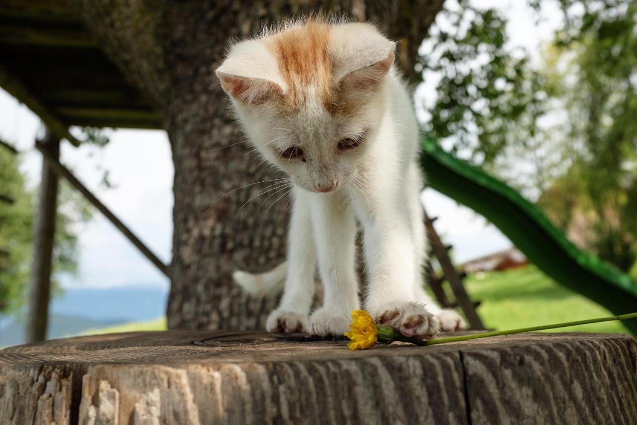 Treffhof Villa Siusi Bagian luar foto